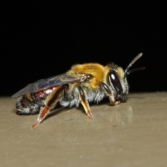 Leioproctus (Leioproctus) amabilis (A plaster bee) at Acton, ACT - 9 May 2019 by TimL