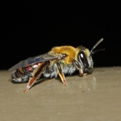 Leioproctus (Leioproctus) amabilis (A plaster bee) at Acton, ACT - 9 May 2019 by TimL