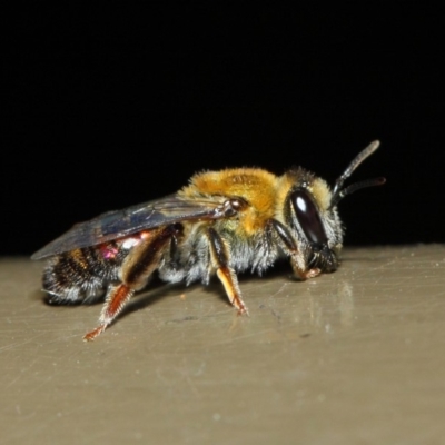 Leioproctus (Leioproctus) amabilis (A plaster bee) at Acton, ACT - 9 May 2019 by TimL