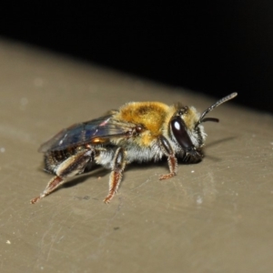 Leioproctus (Leioproctus) amabilis at Acton, ACT - 9 May 2019 01:26 PM