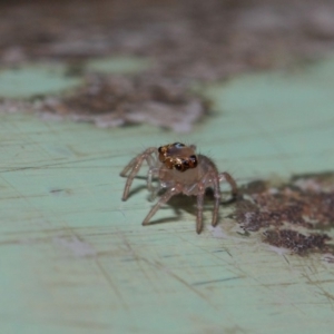 Prostheclina sp (genus) at Acton, ACT - 9 May 2019