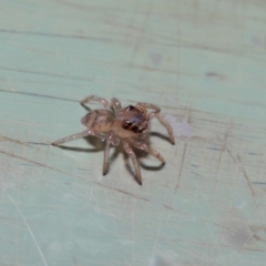 Prostheclina sp (genus) at Acton, ACT - 9 May 2019 01:29 PM