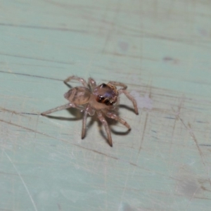 Prostheclina sp (genus) at Acton, ACT - 9 May 2019