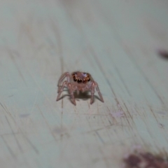 Prostheclina sp (genus) at Acton, ACT - 9 May 2019 01:29 PM