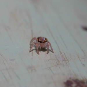 Prostheclina sp (genus) at Acton, ACT - 9 May 2019