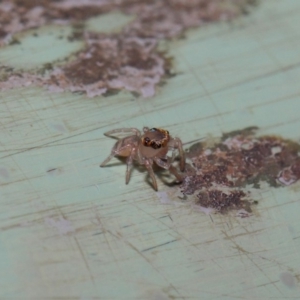 Prostheclina sp (genus) at Acton, ACT - 9 May 2019