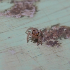 Prostheclina sp (genus) at Acton, ACT - 9 May 2019