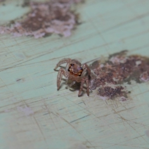 Prostheclina sp (genus) at Acton, ACT - 9 May 2019 01:29 PM