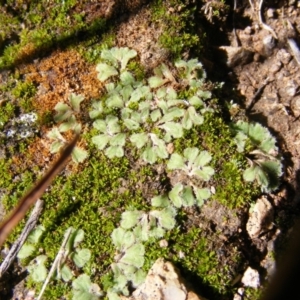 Riccia sp. (genus) at Latham, ACT - 9 May 2019