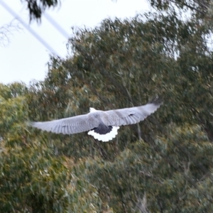 Haliaeetus leucogaster at Paddys River, ACT - 10 May 2019 11:57 AM