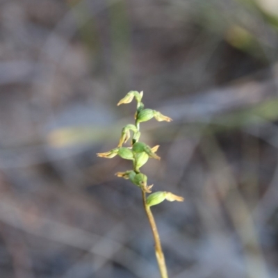 Corunastylis clivicola (Rufous midge orchid) at Hackett, ACT - 22 Apr 2019 by petersan