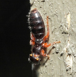 Tiphiidae (family) at Hackett, ACT - 9 May 2019 12:11 PM