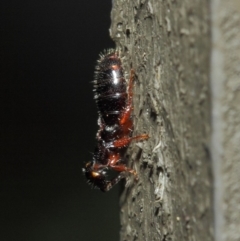 Tiphiidae (family) at Hackett, ACT - 9 May 2019 12:11 PM