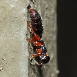 Tiphiidae (family) at Hackett, ACT - 9 May 2019 12:11 PM