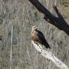 Milvus migrans (Black Kite) at Jerrabomberra, ACT - 9 May 2019 by roymcd