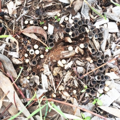 Cyathus sp. (A Bird's Nest Fungus) at Garran, ACT - 10 May 2019 by ruthkerruish