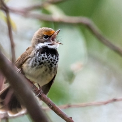 Rhipidura rufifrons (Rufous Fantail) at Paddys River, ACT - 24 Nov 2018 by TyrieStarrs