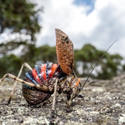 Acripeza reticulata (Mountain Katydid) at Cotter River, ACT - 9 Feb 2019 by TyrieStarrs