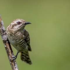 Chrysococcyx basalis (Horsfield's Bronze-Cuckoo) at Greenway, ACT - 21 Oct 2017 by TyrieStarrs