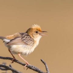 Cisticola exilis (Golden-headed Cisticola) at Jerrabomberra Wetlands - 28 Dec 2017 by TyrieStarrs