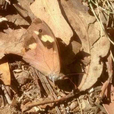 Heteronympha merope (Common Brown Butterfly) at Booth, ACT - 17 Apr 2019 by KMcCue