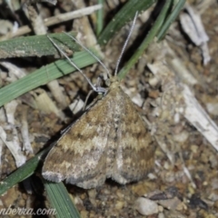 Scopula rubraria (Reddish Wave, Plantain Moth) at Hughes, ACT - 4 May 2019 by BIrdsinCanberra