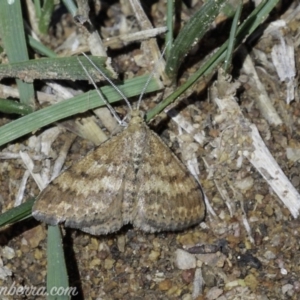 Scopula rubraria at Hughes, ACT - 4 May 2019