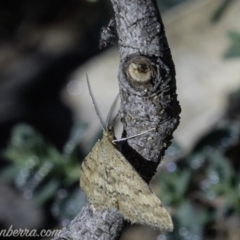 Scopula rubraria at Hughes, ACT - 4 May 2019