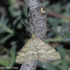 Scopula rubraria at Hughes, ACT - 4 May 2019