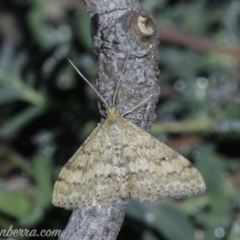 Scopula rubraria at Hughes, ACT - 4 May 2019 08:51 AM