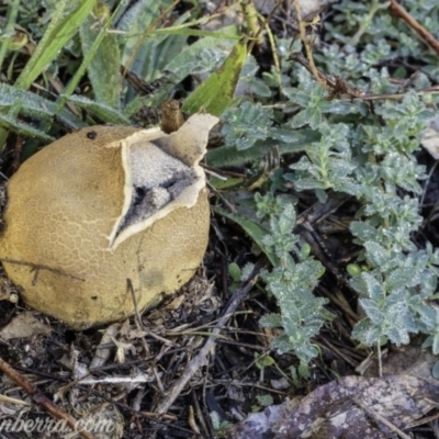 Scleroderma sp. (Scleroderma) at Federal Golf Course - 4 May 2019 by BIrdsinCanberra