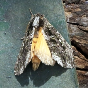 Neola semiaurata at O'Connor, ACT - 18 Dec 2017