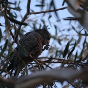 Callocephalon fimbriatum at Hughes, ACT - 10 May 2019