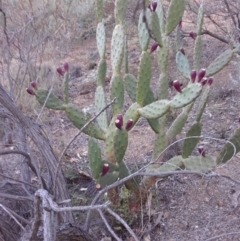 Opuntia ficus-indica (Indian Fig, Spineless Cactus) at Deakin, ACT - 8 May 2019 by kieranh