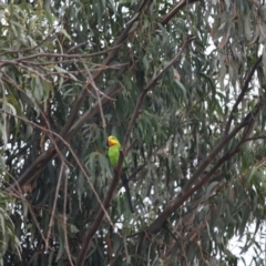 Polytelis swainsonii (Superb Parrot) at Hughes, ACT - 7 May 2019 by LisaH