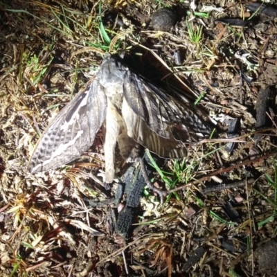 Abantiades atripalpis (Bardee grub/moth, Rain Moth) at Mulligans Flat - 10 May 2019 by MTranter