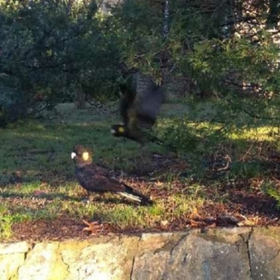 Zanda funerea (Yellow-tailed Black-Cockatoo) at Melba, ACT - 10 May 2019 by Clumsykaisee