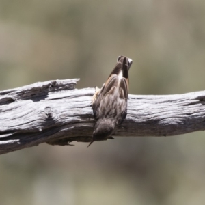 Daphoenositta chrysoptera at Michelago, NSW - 12 Jan 2019 11:30 AM