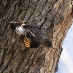 Daphoenositta chrysoptera at Michelago, NSW - 12 Jan 2019 11:30 AM