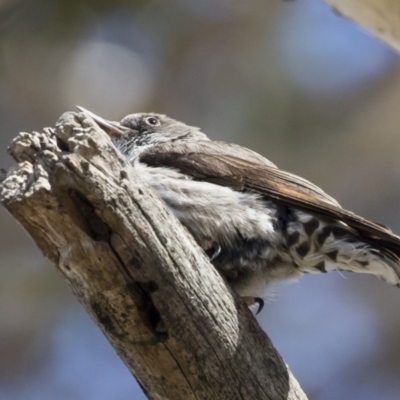 Daphoenositta chrysoptera (Varied Sittella) at Michelago, NSW - 23 Dec 2018 by Illilanga