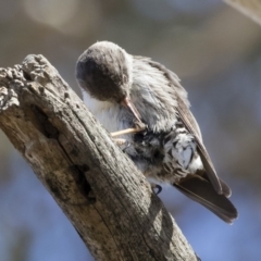 Daphoenositta chrysoptera at Michelago, NSW - 23 Dec 2018