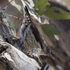 Daphoenositta chrysoptera at Michelago, NSW - 23 Dec 2018