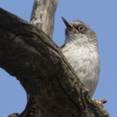 Daphoenositta chrysoptera at Michelago, NSW - 23 Dec 2018 02:52 PM