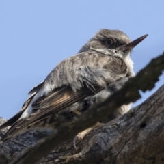 Daphoenositta chrysoptera at Michelago, NSW - 23 Dec 2018