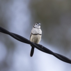 Stizoptera bichenovii (Double-barred Finch) at Illilanga & Baroona - 3 Jan 2019 by Illilanga