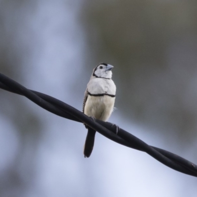 Stizoptera bichenovii (Double-barred Finch) at Michelago, NSW - 3 Jan 2019 by Illilanga