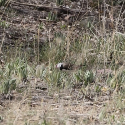 Stagonopleura guttata (Diamond Firetail) at Michelago, NSW - 6 Nov 2018 by Illilanga