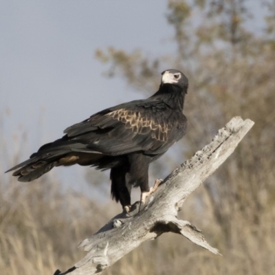 Aquila audax (Wedge-tailed Eagle) at Michelago, NSW - 9 May 2019 by Illilanga