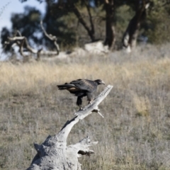 Aquila audax at Michelago, NSW - 10 May 2019