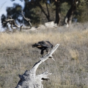 Aquila audax at Michelago, NSW - 10 May 2019